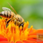 honey bee maverick homestead